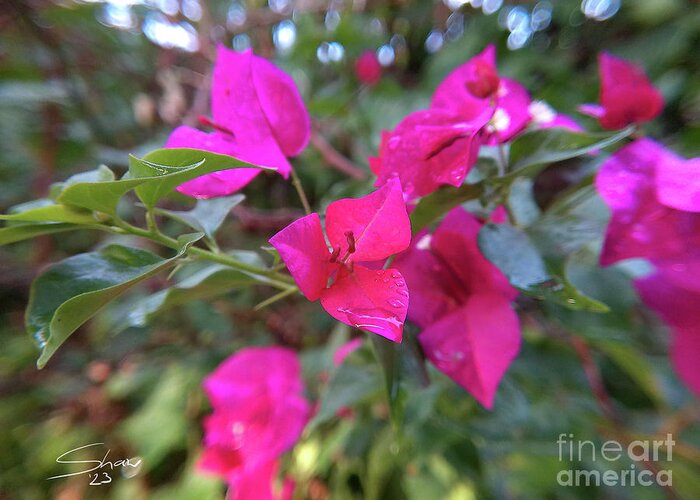 Bougainvillea Greeting Card featuring the photograph Bougainvillea Near Sunset by Rohvannyn Shaw