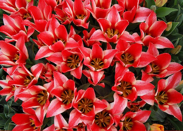 Red Tulips Arrangement Bouquet Greeting Card featuring the photograph Bouquet of Red Tulips by Keith Gondron