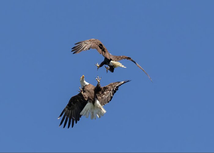 Eagle Greeting Card featuring the photograph Brace for Impact by Randy Robbins