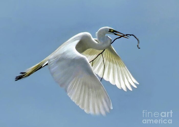 Egret Greeting Card featuring the photograph Branch of Peace by Jennie Breeze
