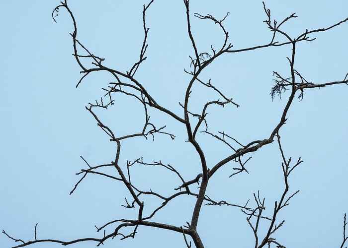 Branch Greeting Card featuring the photograph Branches II Color SQ by David Gordon