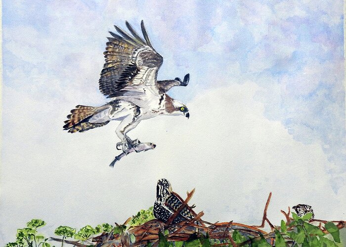 Osprey. Bird Of Prey Greeting Card featuring the painting Breakfast by Barbara F Johnson