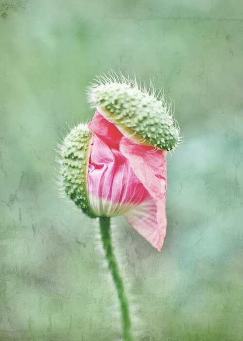Poppy Flower Greeting Card featuring the photograph Breaking Free by Lupen Grainne