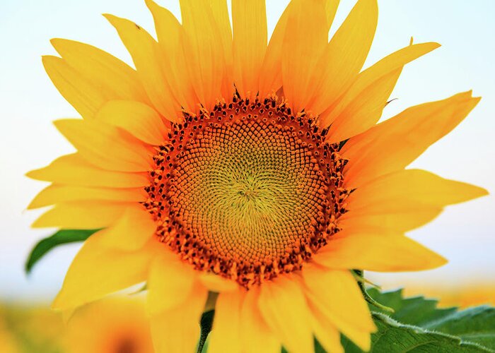 Sunflowers Greeting Card featuring the photograph Bright Yellow Sunflower at Sunrise 3 by HawkEye Media