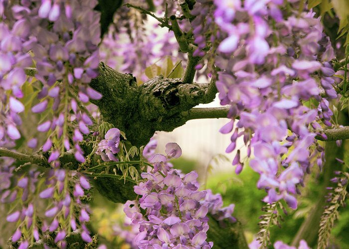 Wisteria Greeting Card featuring the photograph The Scent of Wisteria by Jessica Jenney