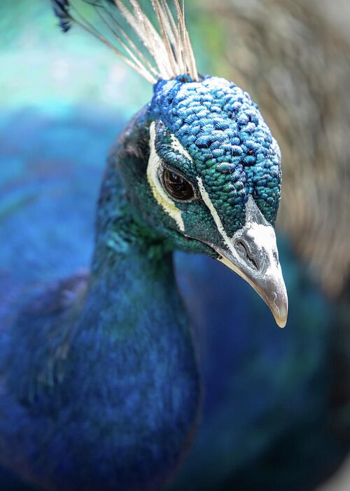 Bronx Zoo Greeting Card featuring the photograph Bronx Peacock by Kevin Suttlehan
