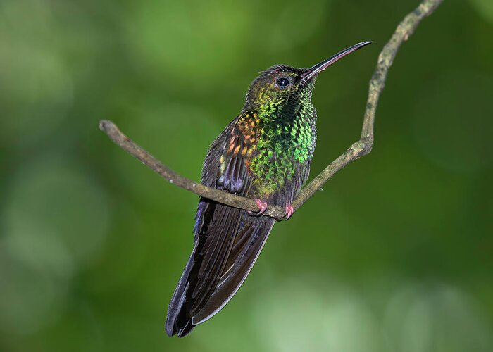 Hummingbird Greeting Card featuring the photograph Bronze-tailed Plumeleteer by Teresa Wilson