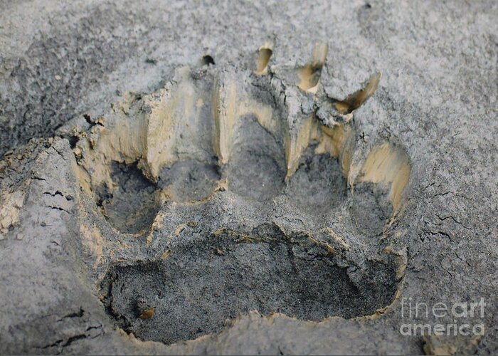 Alaska Greeting Card featuring the photograph Brown Bear Track by Doug Gist