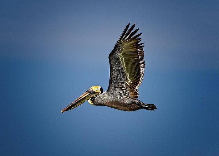 Brown Pelican Greeting Card featuring the photograph Brown Pelican looking for Fish by Ronald Lutz