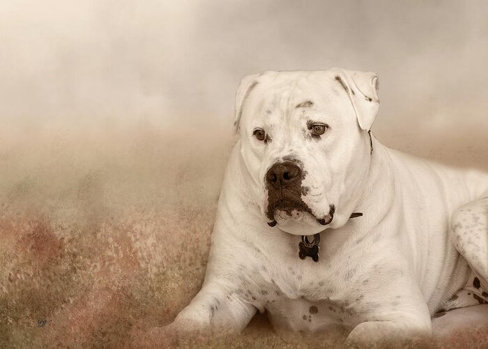 Bull Dog Greeting Card featuring the photograph Brutus Dreaming by Elaine Teague