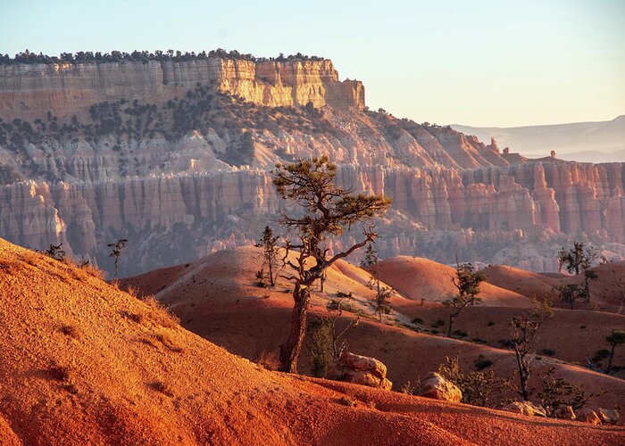 Beauty In Nature Greeting Card featuring the photograph Bryce Canyon Sunrise Tree by Nathan Wasylewski