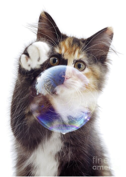 Tortoiseshell Greeting Card featuring the photograph Bubble Trouble by Warren Photographic