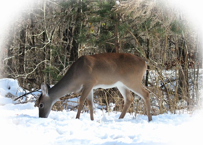 Deer Snow Landscape Wma Greeting Card featuring the photograph Buck Shoals Dec2017 by Jerry Battle