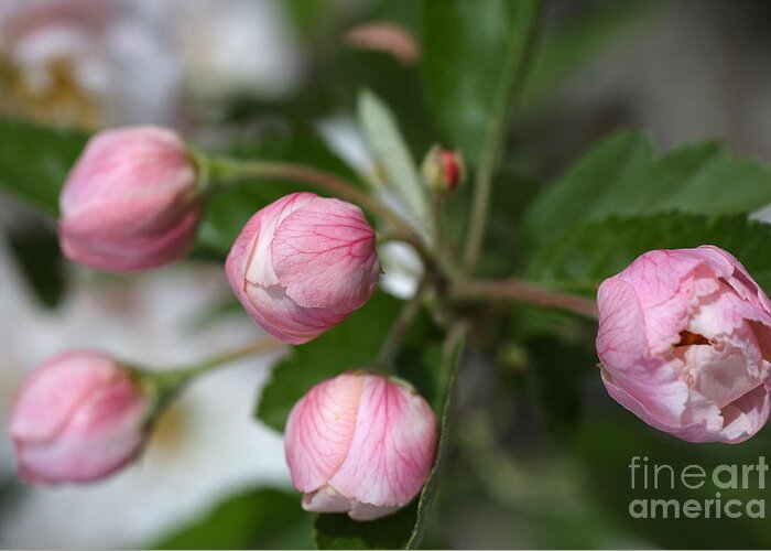 Buds In Pink Greeting Card featuring the photograph Buds In Pink by Joy Watson