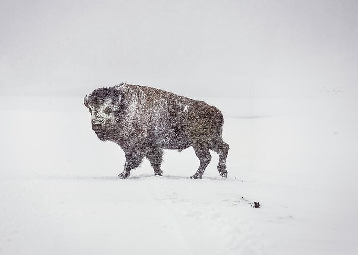 Buffalo Greeting Card featuring the photograph Buffalo in Yellowstone Winter by Craig J Satterlee
