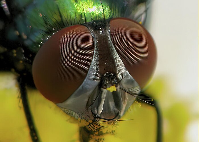 Fly Greeting Card featuring the photograph Bugged Eyed by Lens Art Photography By Larry Trager