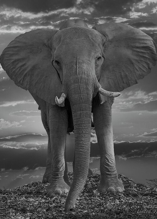 Elephant Greeting Card featuring the photograph Bull Elephant by Larry Linton