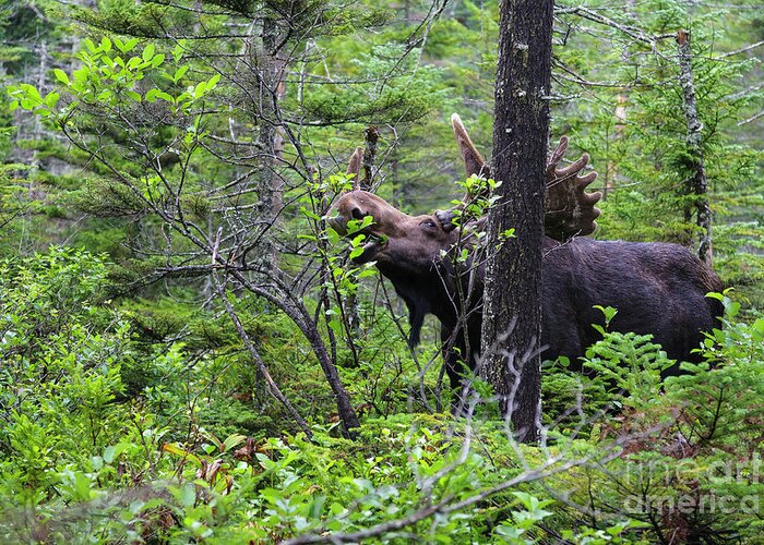 White Mountain National Forest Greeting Card featuring the photograph Bull Moose - White Mountains New Hampshire by Erin Paul Donovan