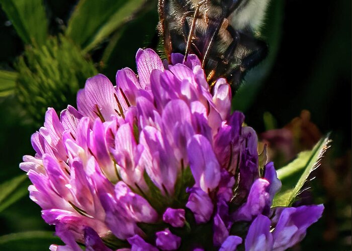 Bee Greeting Card featuring the photograph Bumblebee on clover by Brian Shoemaker