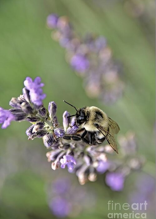 Bee Greeting Card featuring the photograph Bumblebee On The Lavender Field 3 by Andrea Anderegg