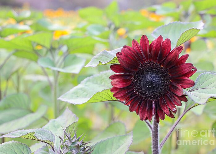 Sunflower Greeting Card featuring the photograph Burgundy Red Sunflower by Vivian Krug Cotton