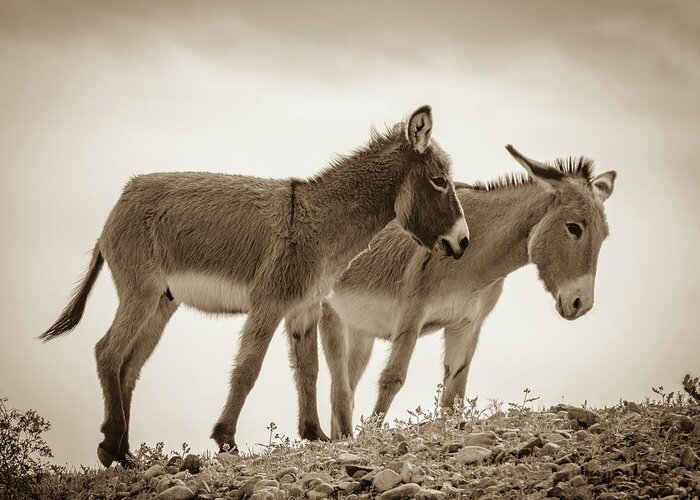 Wild Burros Greeting Card featuring the photograph Burro Buddies 2 by Mary Hone
