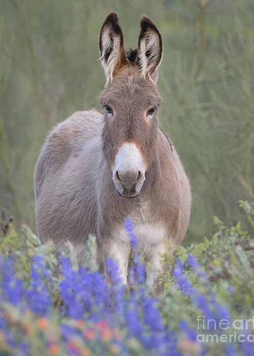 Burro Greeting Card featuring the photograph Burro In Lupine by Lisa Manifold