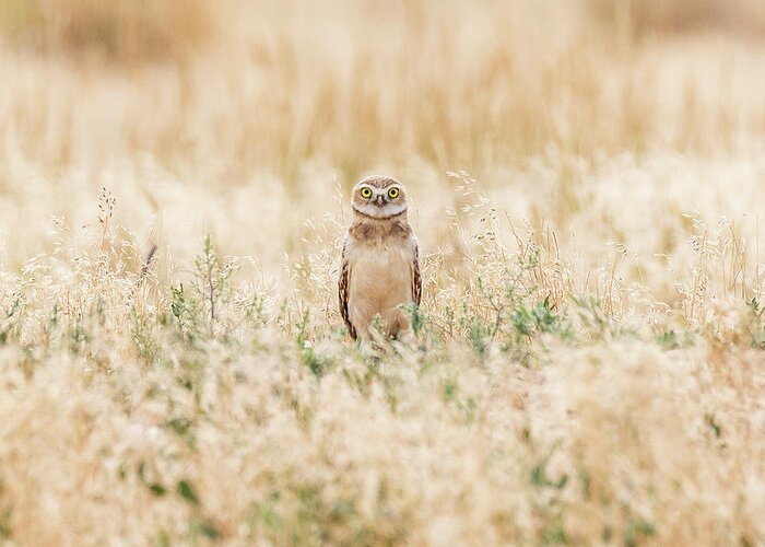 Owl Greeting Card featuring the photograph Burrowing Owl Owlet Says Hello by Tony Hake