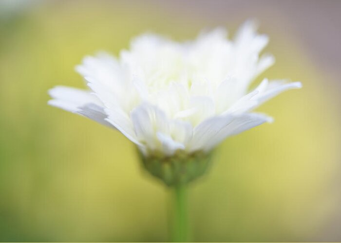 White Daisy Greeting Card featuring the photograph Bursting with Life by Leanna Kotter