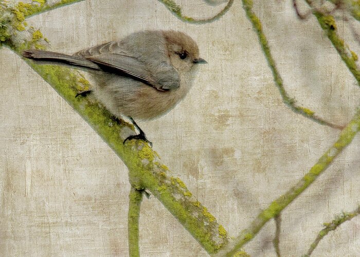 Bushtit Greeting Card featuring the photograph Bushtit in Tree by Rebecca Cozart