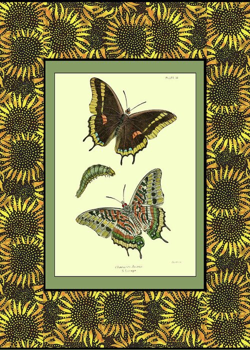Butterflies Greeting Card featuring the digital art Butterflies in Sunflower Frame by Lorena Cassady