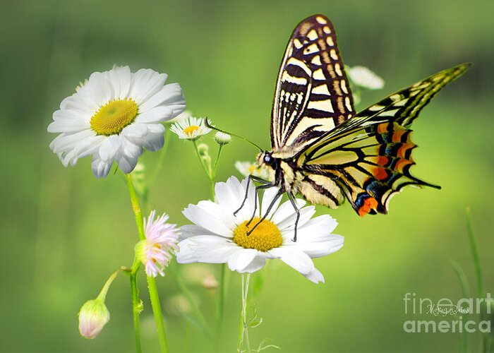 Eastern Tiger Swallowtail Butterfly Greeting Card featuring the mixed media Butterfly on Daisy by Morag Bates