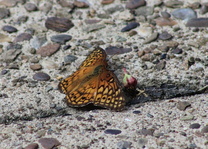 Butterfly Greeting Card featuring the photograph Butterfly on the Sidewalk by Christopher Reed