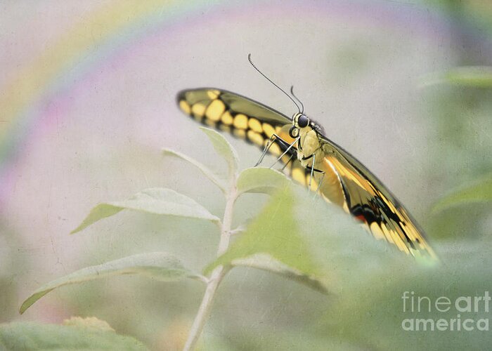 Butterfly Greeting Card featuring the digital art Butterfly Rainbow by Amy Dundon