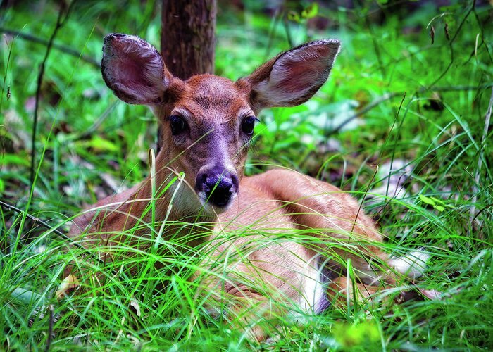 Fawn Greeting Card featuring the photograph Button Buck by Laura Vilandre