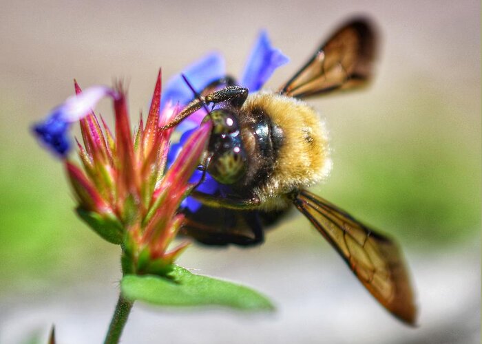 Photo Greeting Card featuring the photograph Buzz Buzz by Evan Foster