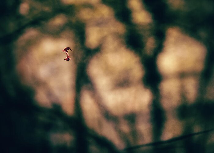 Forest Greeting Card featuring the photograph By a thread by Gavin Lewis