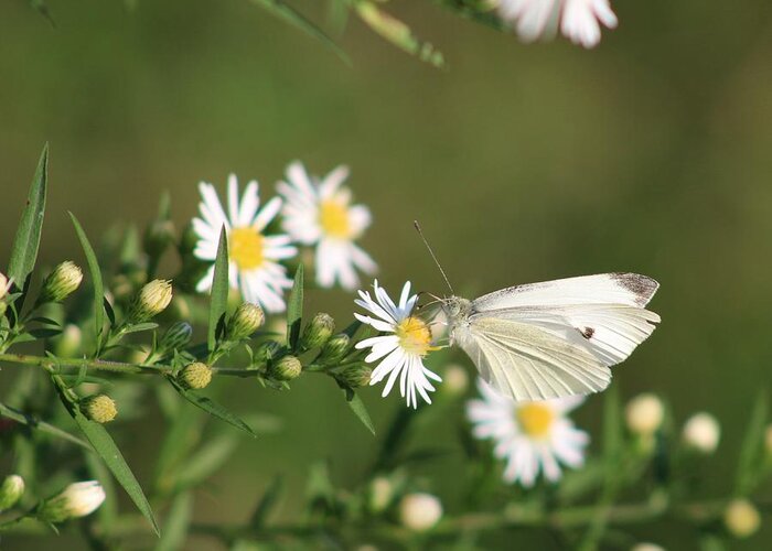 Butterfly Greeting Card featuring the photograph Cabbage Butterfly on Wildflowers by Christopher Reed