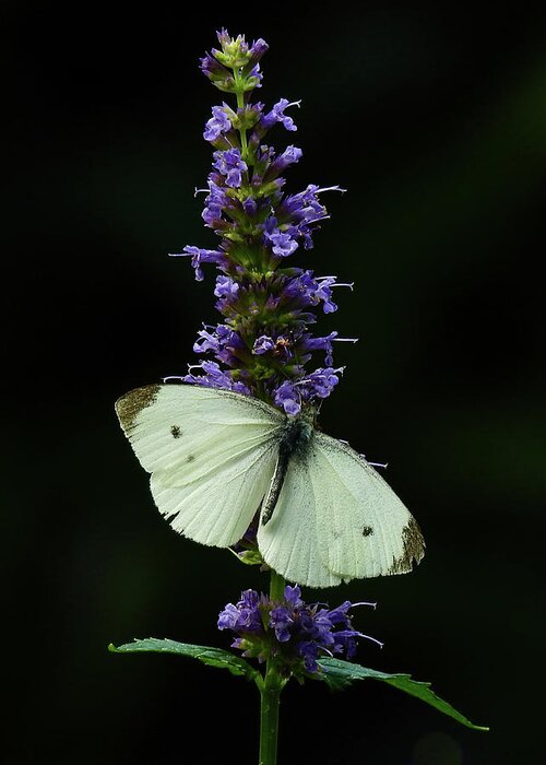 Butterfly Greeting Card featuring the photograph Cabbage White on Hyssop by Tana Reiff