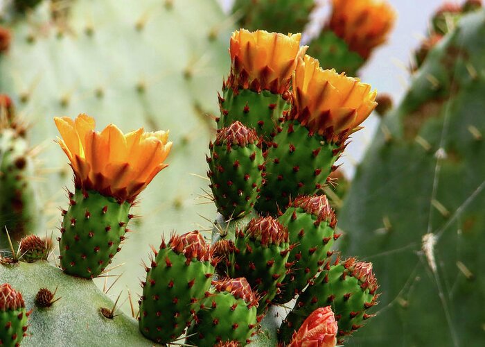 Orange Paddle Cacti Blooms On The Central Coast Of California Greeting Card featuring the photograph Cacti Blooms by Perry Hoffman