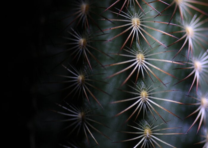 Cactus Greeting Card featuring the photograph Cactus 9536 by Julie Powell