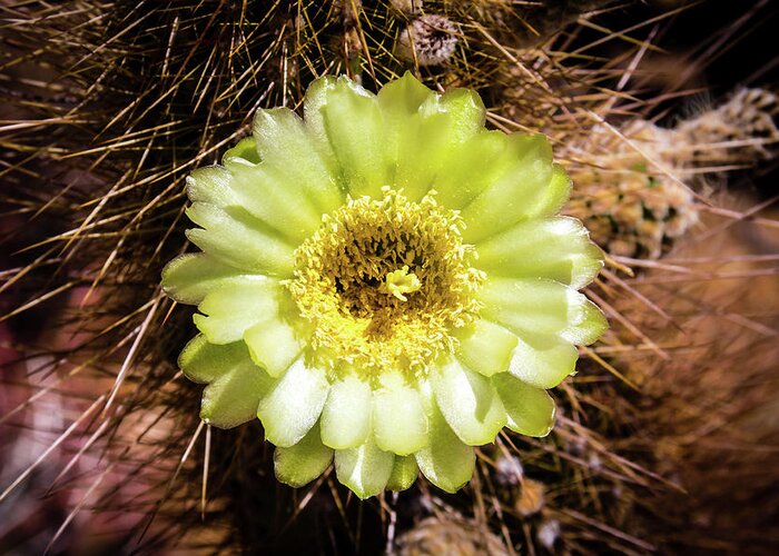 Canyon Greeting Card featuring the photograph Cactus Bloom 2 by Craig A Walker