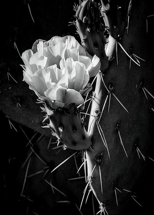 Black Cactus Greeting Card featuring the photograph Cactus Bloom BW by Steve Kelley
