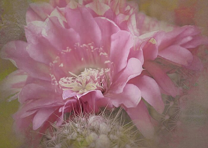 Black Cactus Greeting Card featuring the digital art Cactus Bloom of Tucson by Steve Kelley
