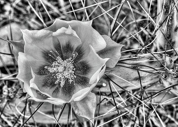Big Bend Greeting Card featuring the photograph Cactus Flower West Texas Black and white by JC Findley