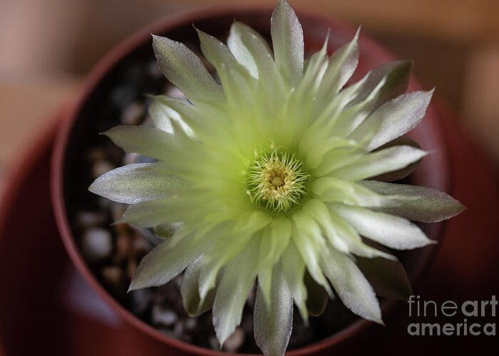 Gymnocalycium Denudatum Greeting Card featuring the photograph Cactus in Blossom by Eva Lechner
