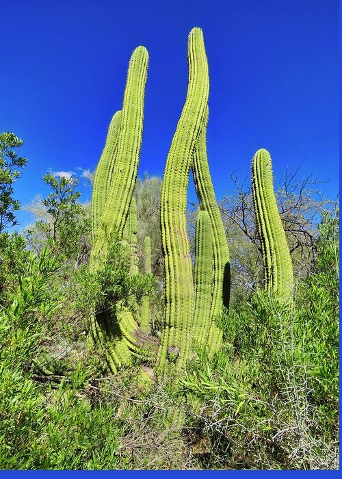 Icon Greeting Card featuring the photograph Cactus Sway by Judy Kennedy