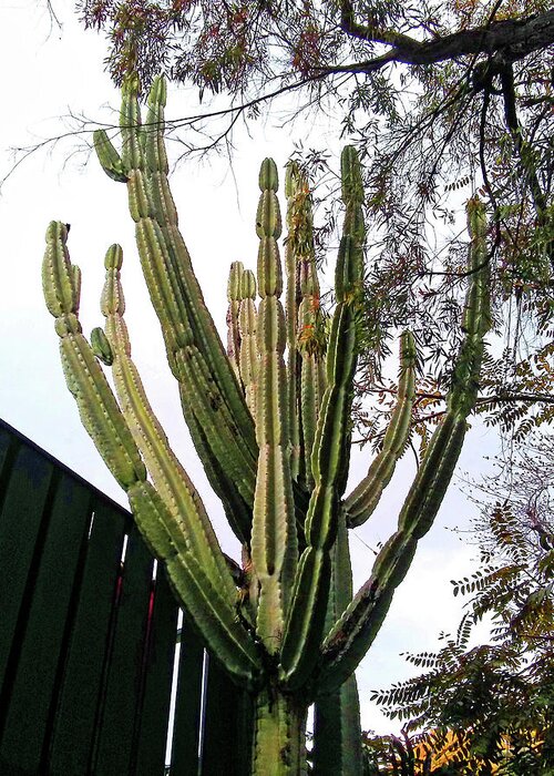 Tree Greeting Card featuring the photograph Cactus Tree by Andrew Lawrence