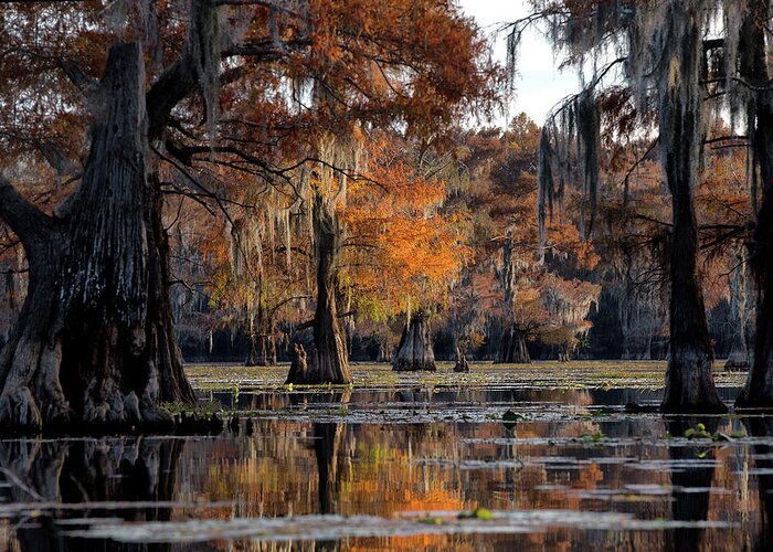  Greeting Card featuring the photograph Caddo Lake State Park - Texas by William Rainey
