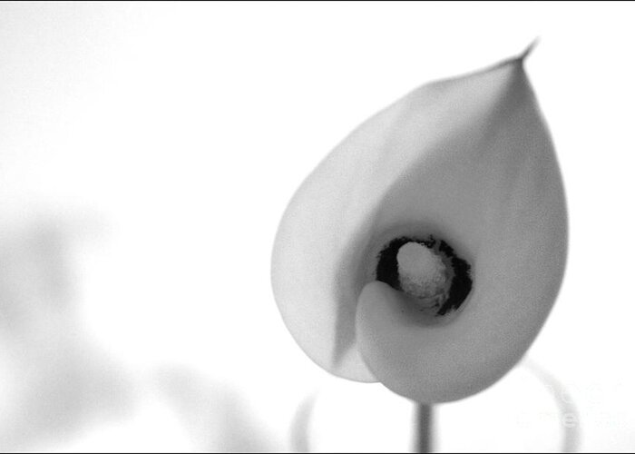 #calalily #nature #flower #interiordesign #floral #photography #fineart #art #images #print #blackandwhite Greeting Card featuring the photograph Cala Lily by Jacquelinemari